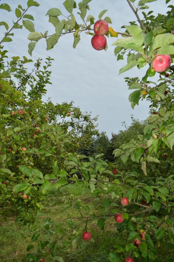 Chata Dziadka Ignacego Augustów Exteriér fotografie